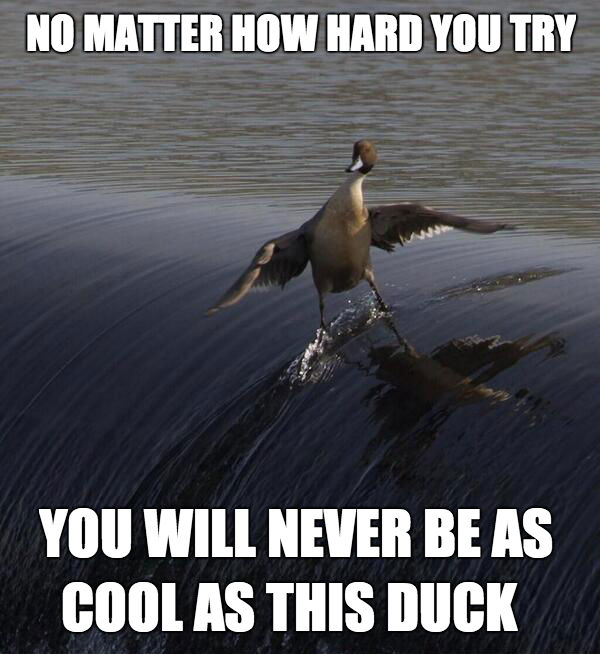 No matter how hard you try you will never be a cool as this Duck